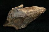 Huge, Unworn Triceratops Tooth - #5711-2